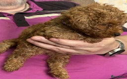 Toy Poodle dogs for sale: Red toy poodle - Image 16
