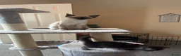 Ragdoll cats for sale: Beautiful Full Ragdoll Kitten – 5 Months Old - Advert 3