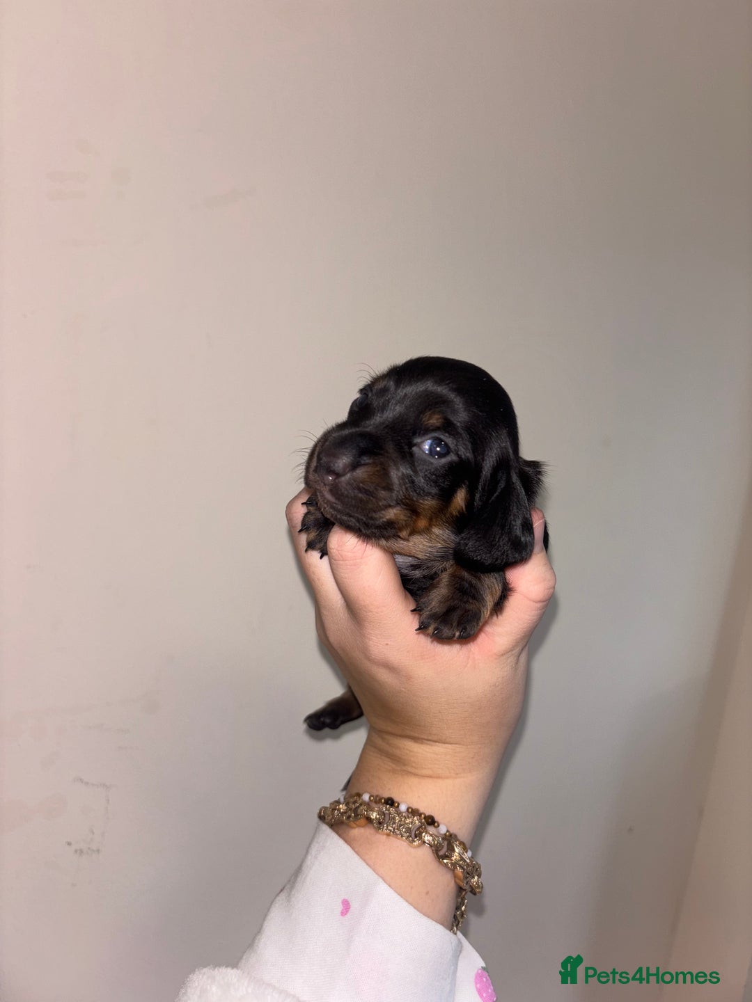 Miniature Dachshund dogs for sale: MINIATURE DACHSHUNDS - Advert 22