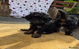 Cavapoo dogs for sale: Cavapoo puppies NEED HOME  - Image 18