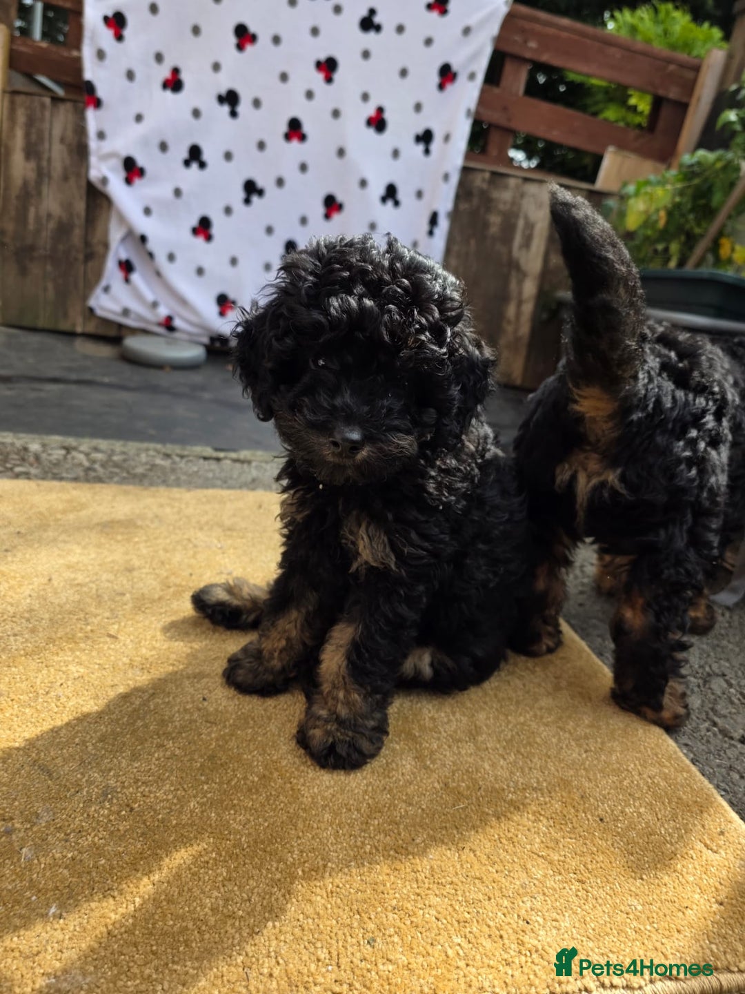 Cavapoo dogs for sale: Cavapoo puppies NEED HOME  - Image 18