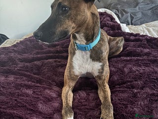 Lurcher dogs Collie x Whippet stud in Swadlincote - Advert 1