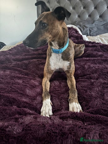 Lurcher dogs Collie x Whippet stud in Swadlincote - Advert 1