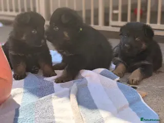 German Shepherd dogs Adorable Kc registered Gsd pups - Advert 2