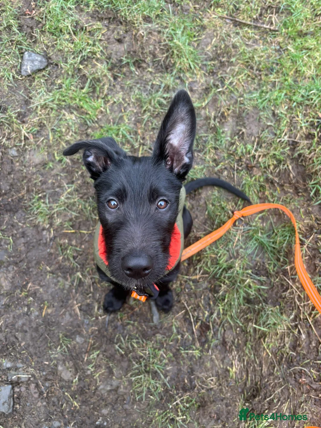 Mixed Breed dogs for sale: Puppy needing to be rehomed - Advert 2