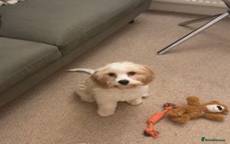 Cavapoo dogs for sale: Lovely Cavapoo for sale - Image 2