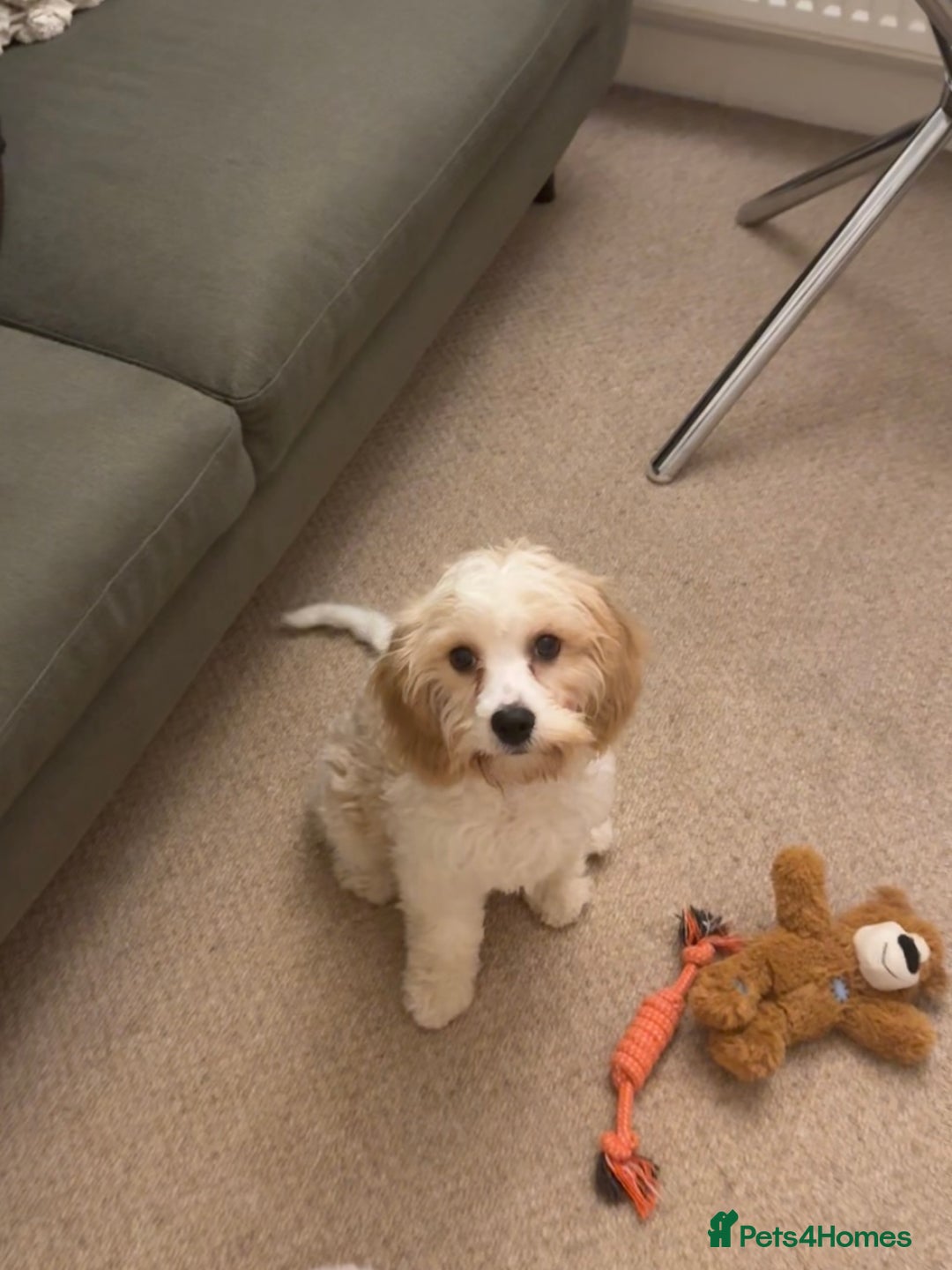 Cavapoo dogs for sale: Lovely Cavapoo for sale - Image 2