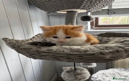 British Longhair cats for sale: Ragdoll x British long haired (calico) kittens - Image 5
