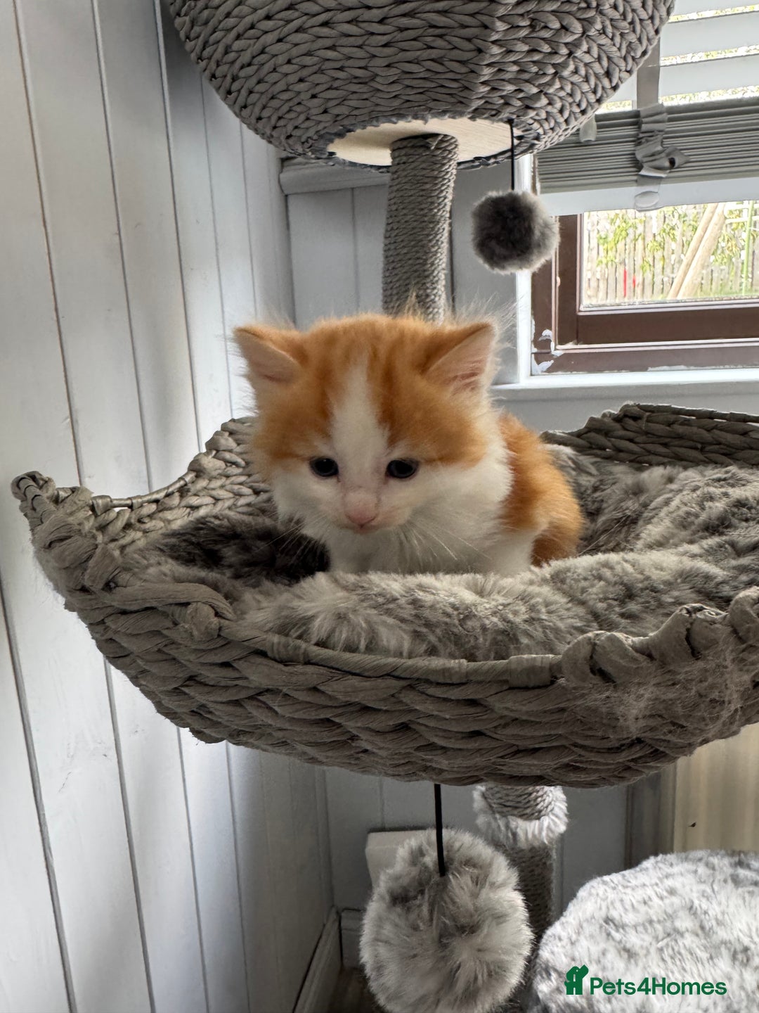 British Longhair cats for sale: Ragdoll x British long haired (calico) kittens - Image 5