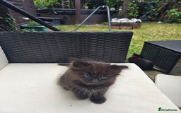 Mixed Breed cats for sale: Ragdoll X Kittens - Image 2
