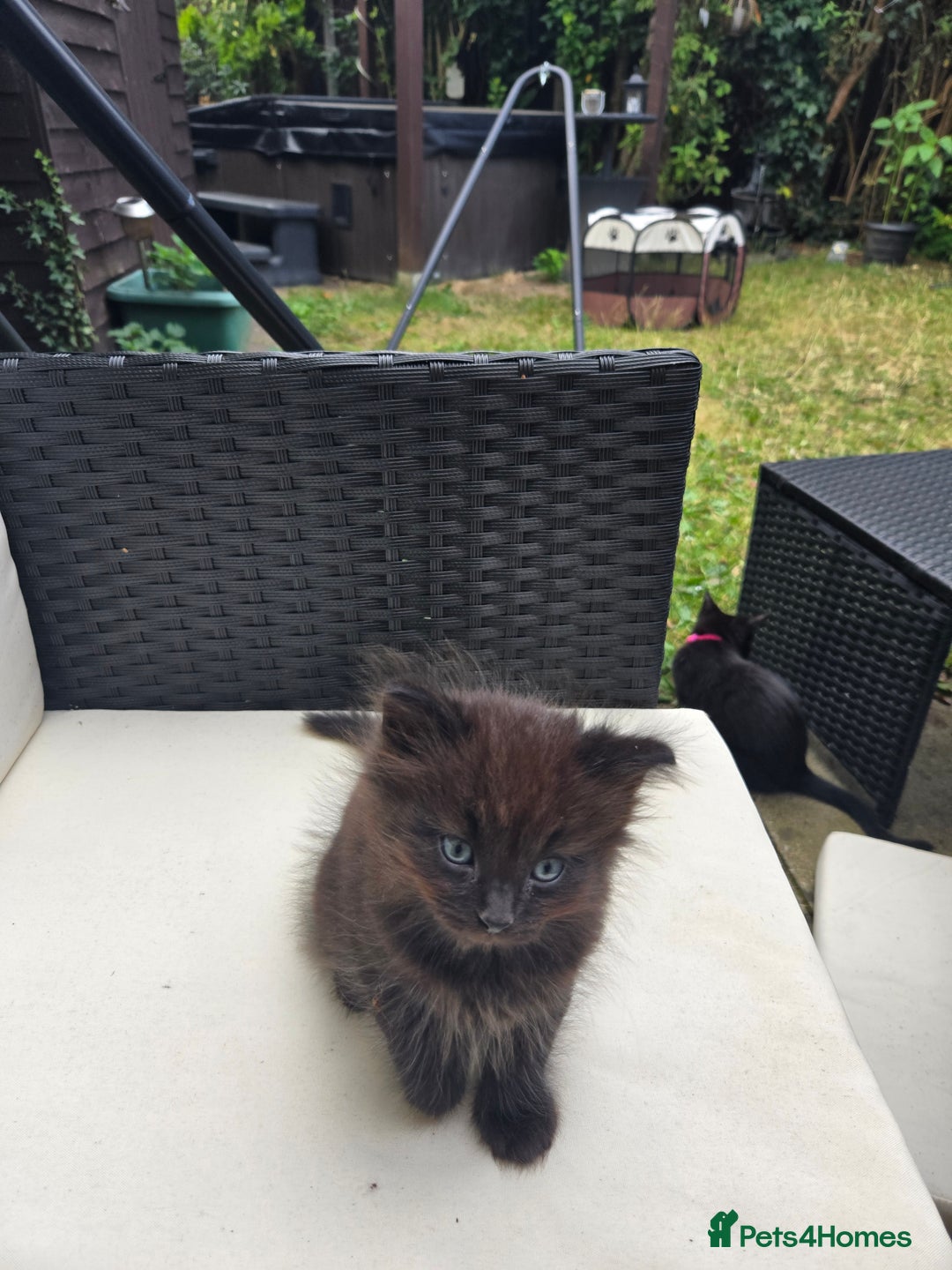 Mixed Breed cats for sale: Ragdoll X Kittens - Image 2