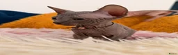 Sphynx cats for sale: 3 stunning kittens available! - Advert 24