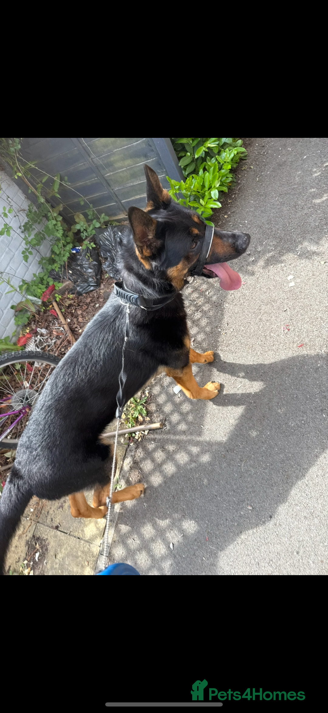 German Shepherd dogs for sale: 2 year old male German shepherd - Image 3