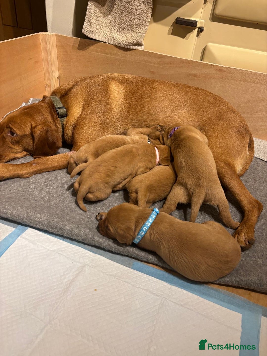 Labrador Retriever dogs for sale: Fox red Labrador retriever puppies – males only - Advert 2