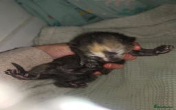 Domestic Shorthair cats for sale: Beautiful litter of kittens - Image 8