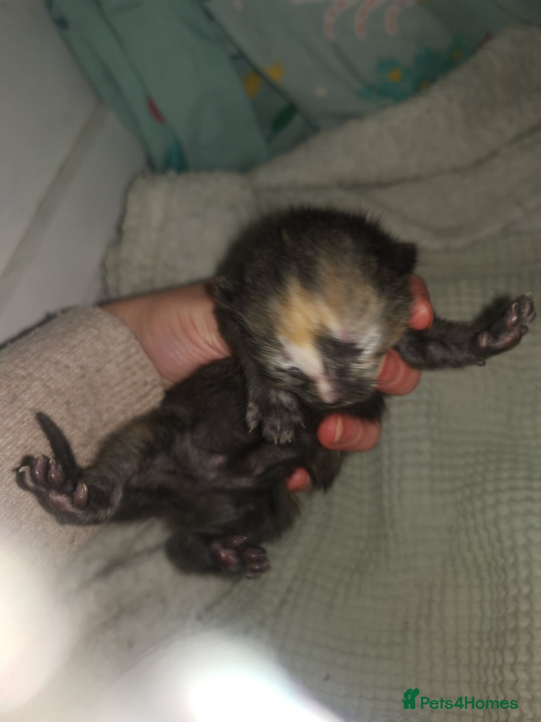 Domestic Shorthair cats for sale: Beautiful litter of kittens - Image 8