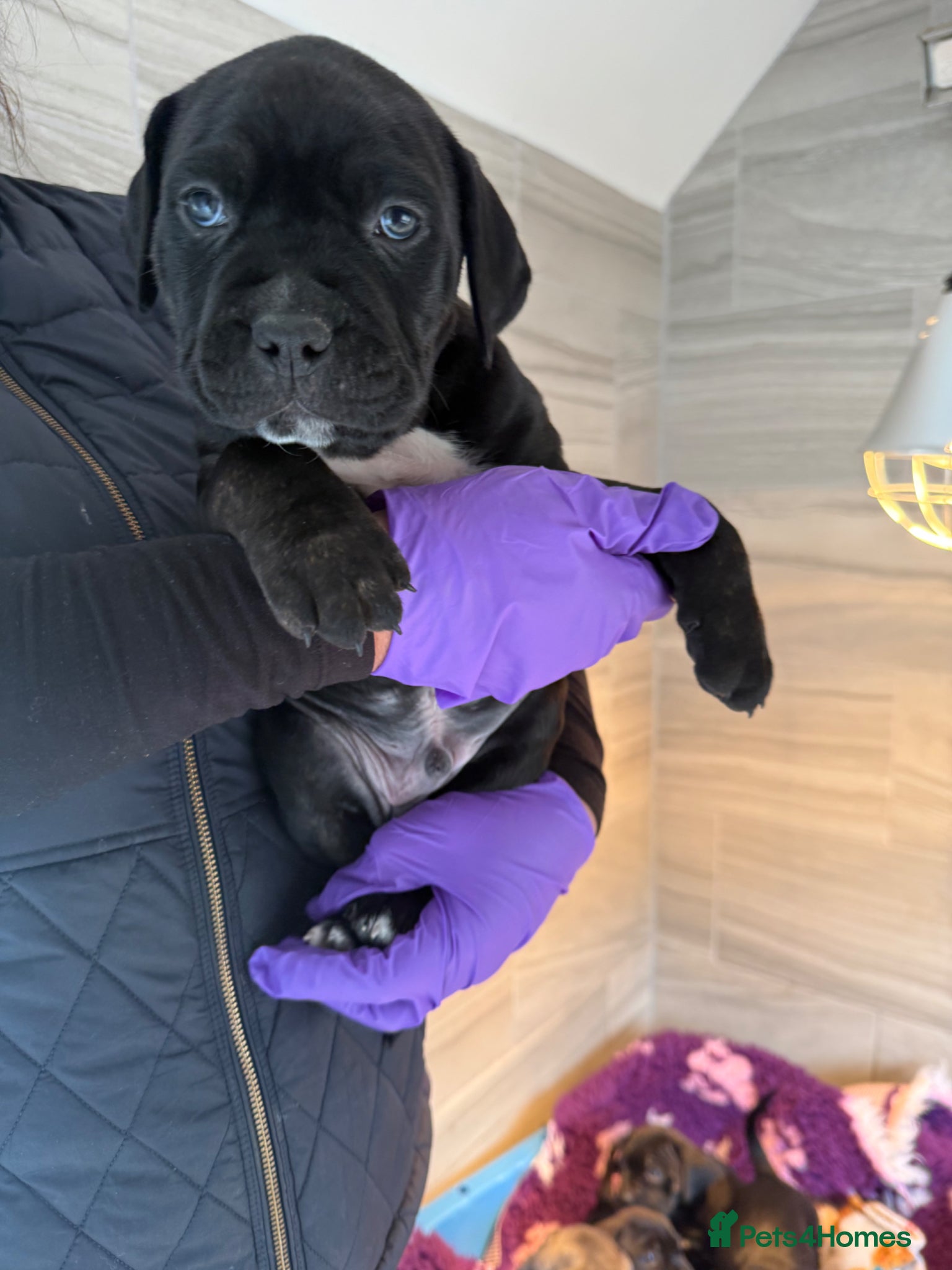 Mixed Breed dogs Cane corso cross puppies 3 males left - Advert 2