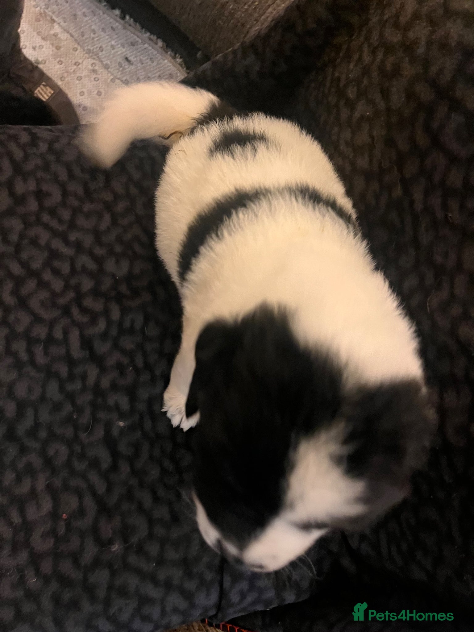 Mixed Breed dogs for sale: Black & landseer Newfoundland puppies  - Advert 36
