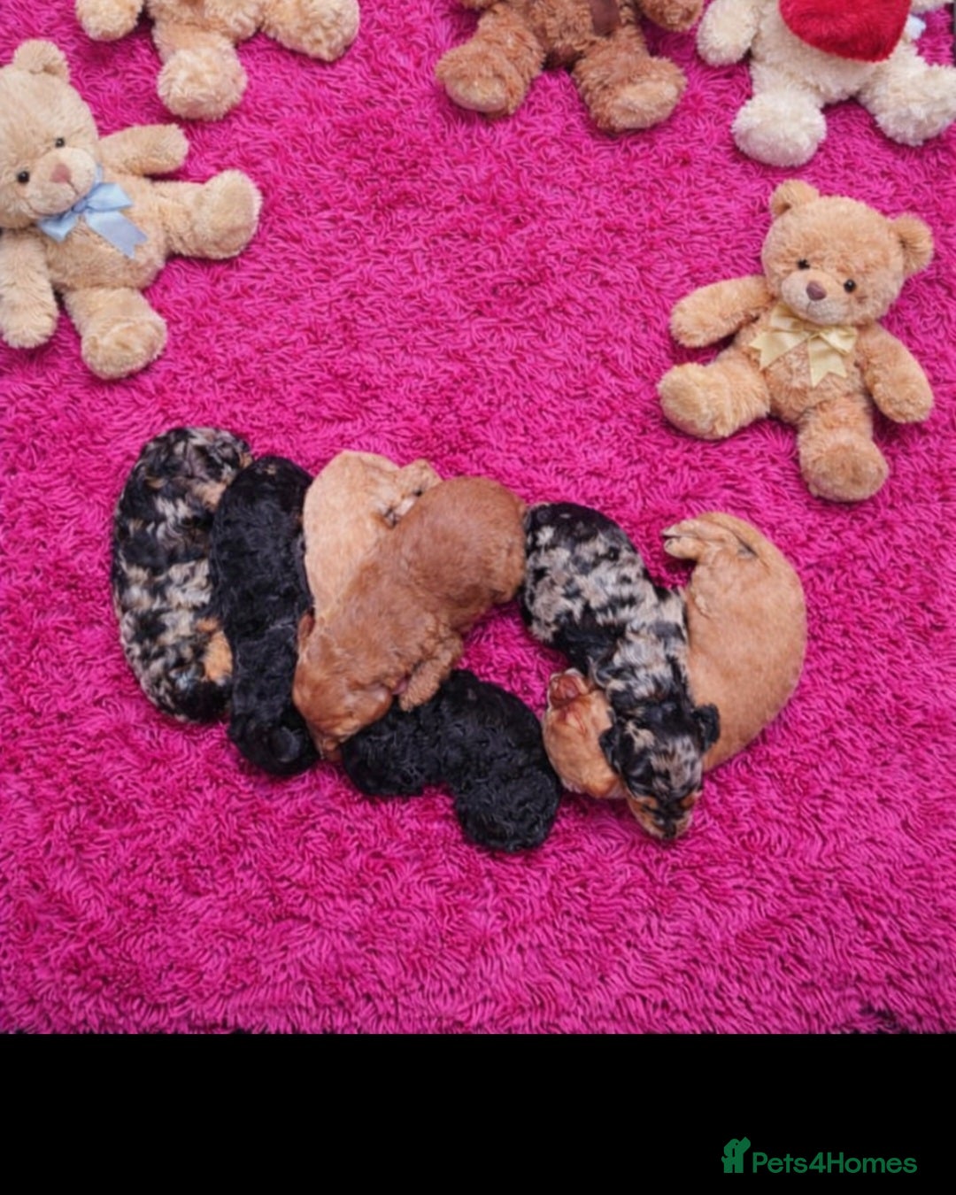 Cockapoo dogs Cockapoo puppies - Advert 12