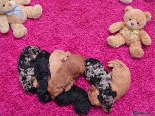 Cockapoo dogs Cockapoo puppies - Advert 12
