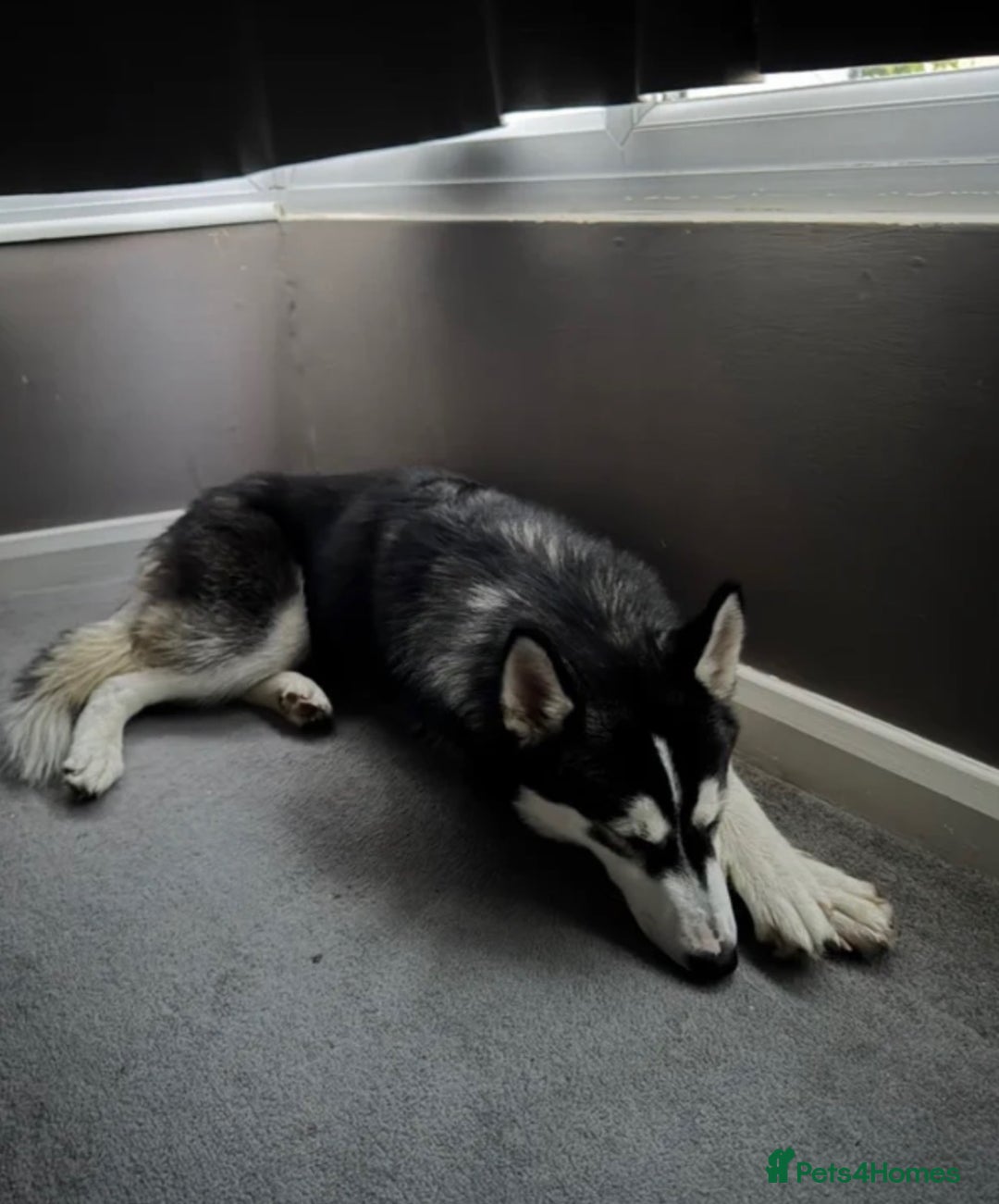 Siberian Husky dogs for sale: Siberian husky  - Advert 13