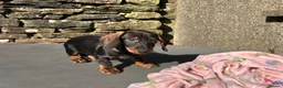 Dachshund dogs for sale: Wirehaired Dachshund Teckel KC registered puppies  - Advert 33