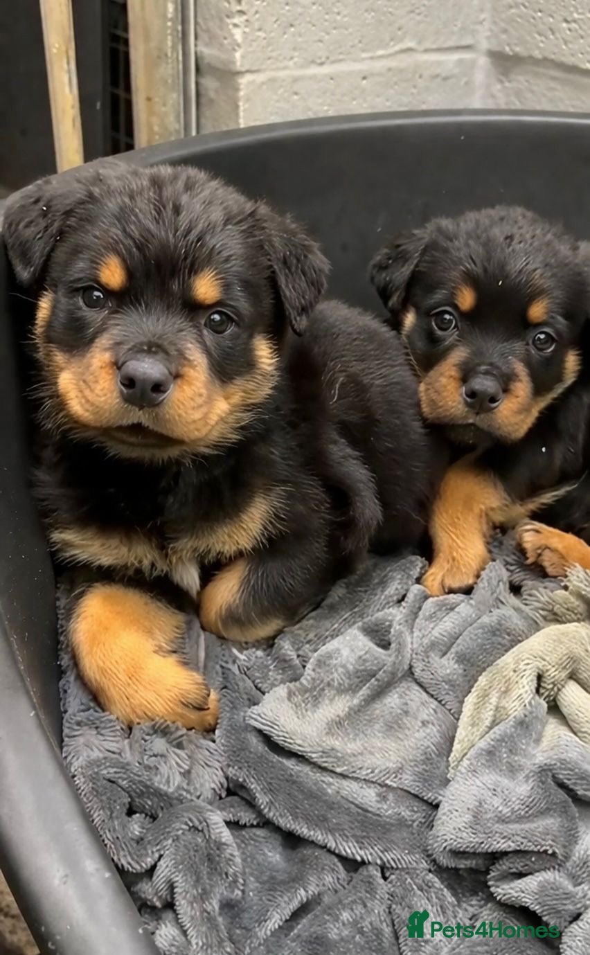 Rottweiler dogs Rottweiler pups KC Registered + Champ Bloodlines - Advert 1