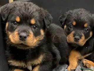 Rottweiler dogs Rottweiler pups KC Registered + Champ Bloodlines - Advert 1