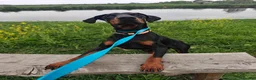Dobermann dogs for sale: Stunning male dobermann  - Advert 12