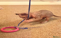 Sphynx cats for sale: Beautiful Pure Sphynx Kittens – Ready Now! - Image 35