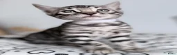 Bengal cats for sale: Exceptional Silver, Blue & Brown Bengal Kittens  in Basingstoke - Advert 26