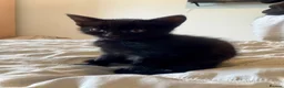 Mixed Breed cats for sale: Super friendly super cuddly kittens in Swansea - Advert 4
