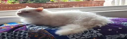 Munchkin cats for sale: Handsome Male Munchkin - Advert 1