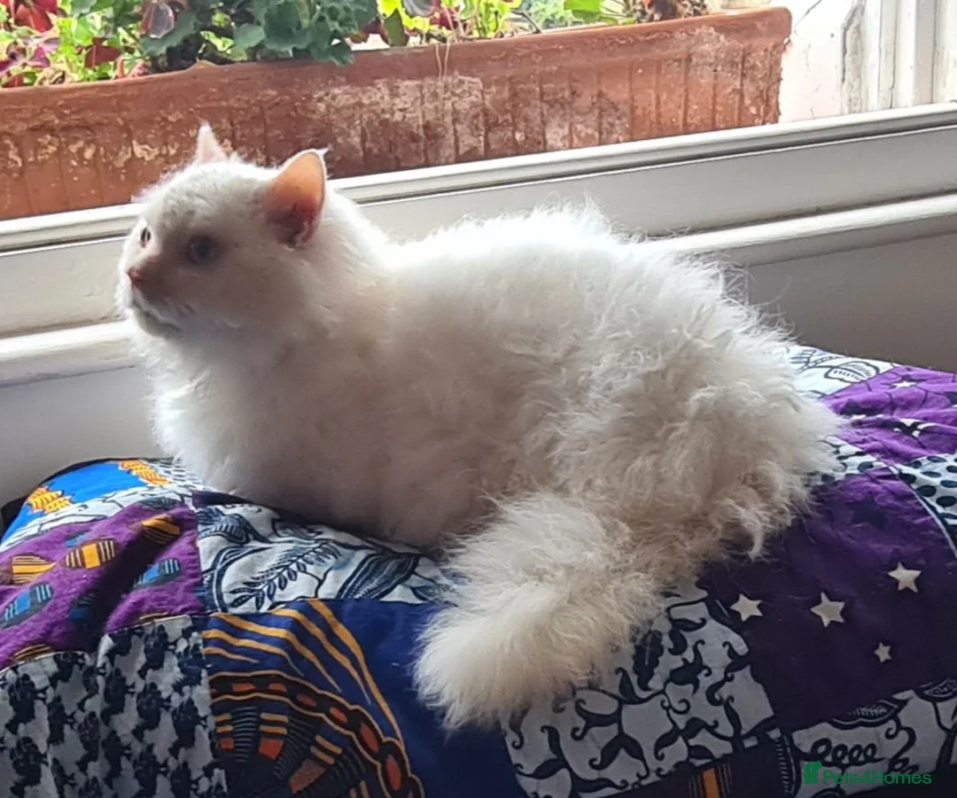 Munchkin cats for sale: Handsome Male Munchkin - Advert 1