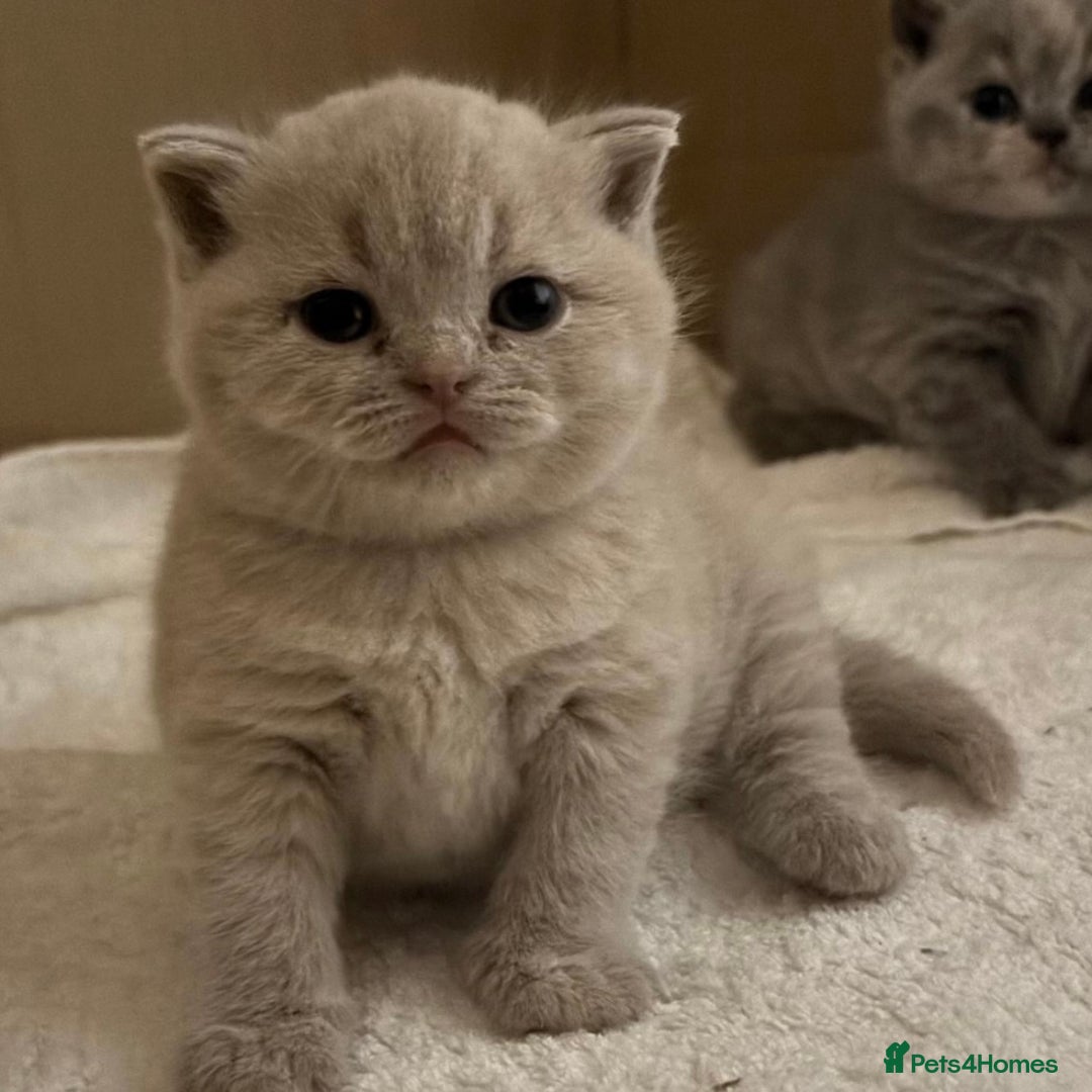 British Shorthair cats for sale: ⭐️Ready 23rd December⭐️ 2 left - British Shorthair - Advert 10