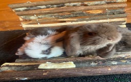 Mini Lop rabbits for sale: Mini Lop  - Image 4