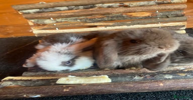 Mini Lop rabbits - Advert 2