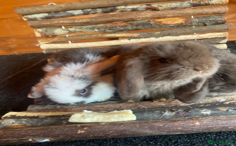 Mini Lop rabbits - Advert 2