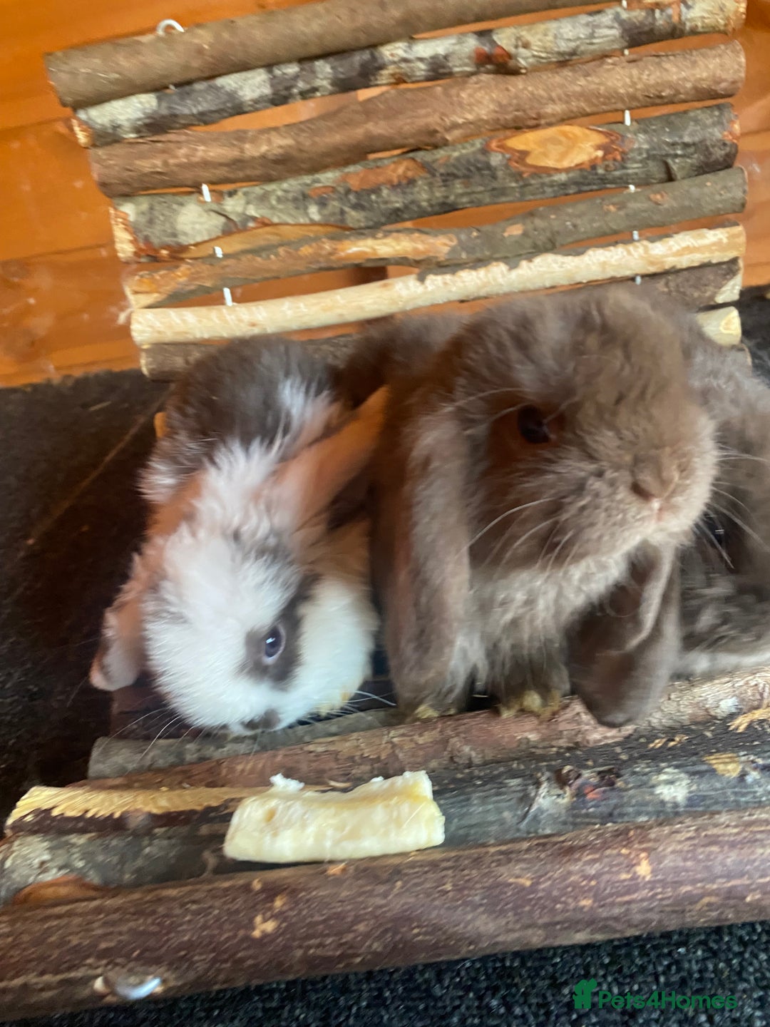 Mini Lop rabbits for sale: Mini Lop  - Image 4