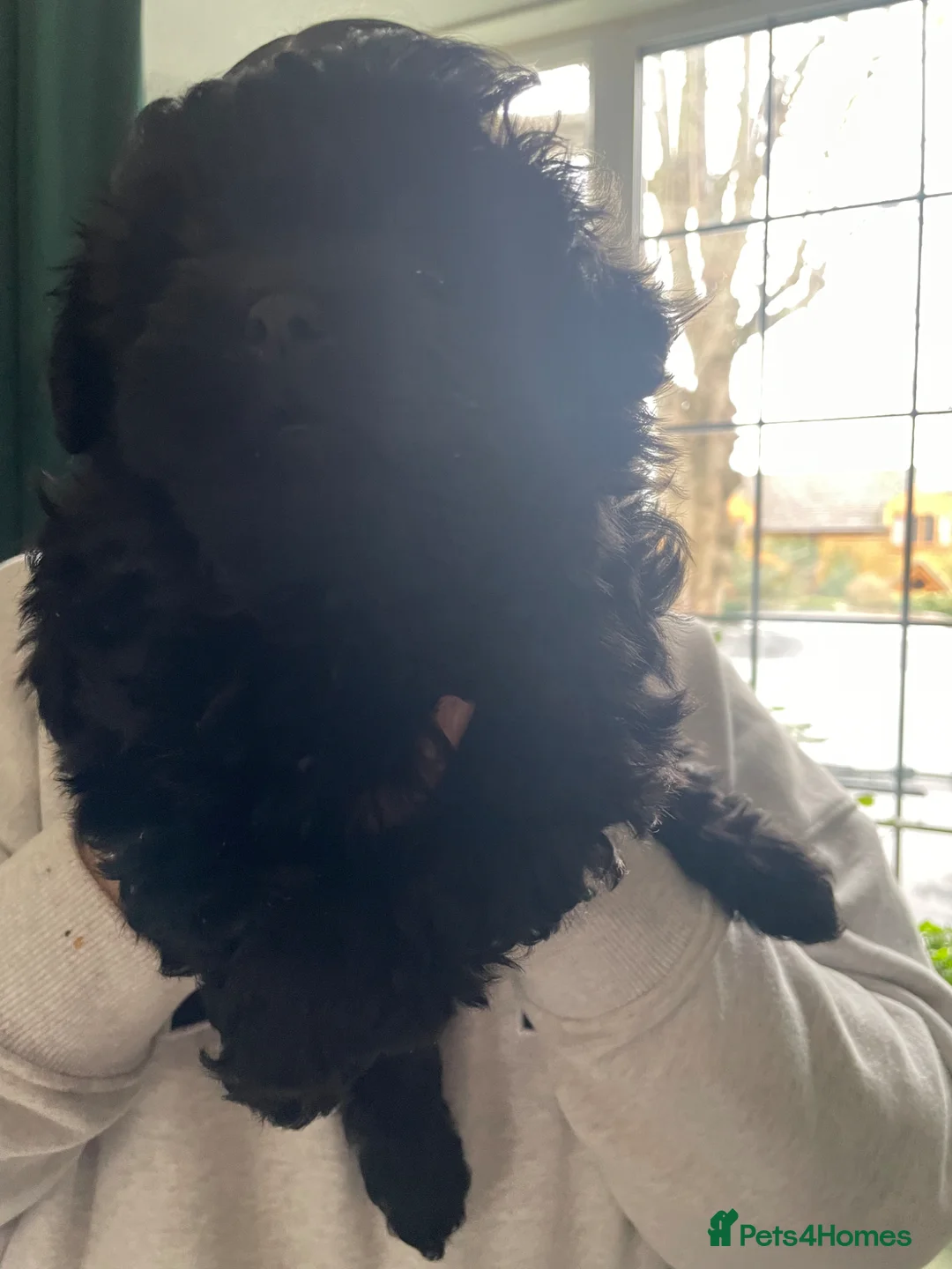 Mixed Breed dogs for sale: Pomapoo  in Coventry - Advert 23