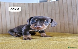 Miniature Dachshund dogs for sale: GORGEOUS MINIATURE DACHSHUND PUPPIES - Image 4