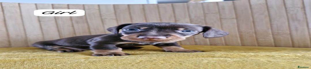 Miniature Dachshund Puppy 2
