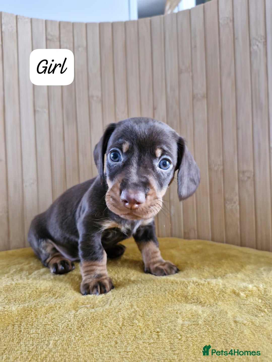 Miniature Dachshund dogs for sale: GORGEOUS MINIATURE DACHSHUND PUPPIES - Image 4