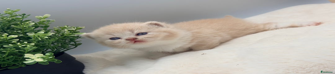 British Shorthair cream bi colour 