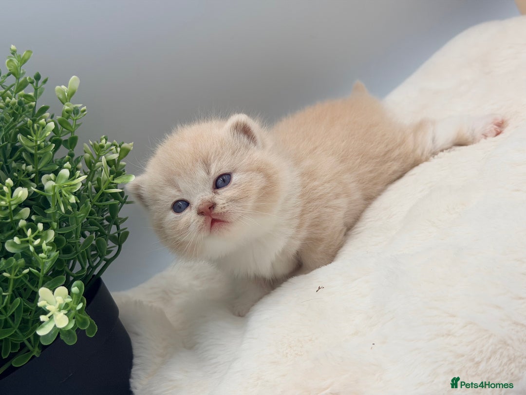 British Shorthair cats for sale: PEDIGREE REGISTERED CHUNKY BRITISH SHORTHAIRS  - Image 12