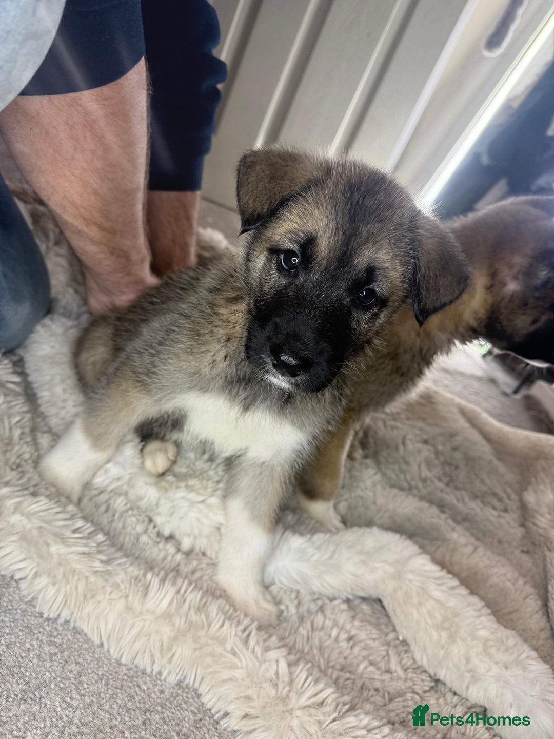 Mixed Breed dogs for sale: Akita/Belgian malenute puppy’s  - Image 19