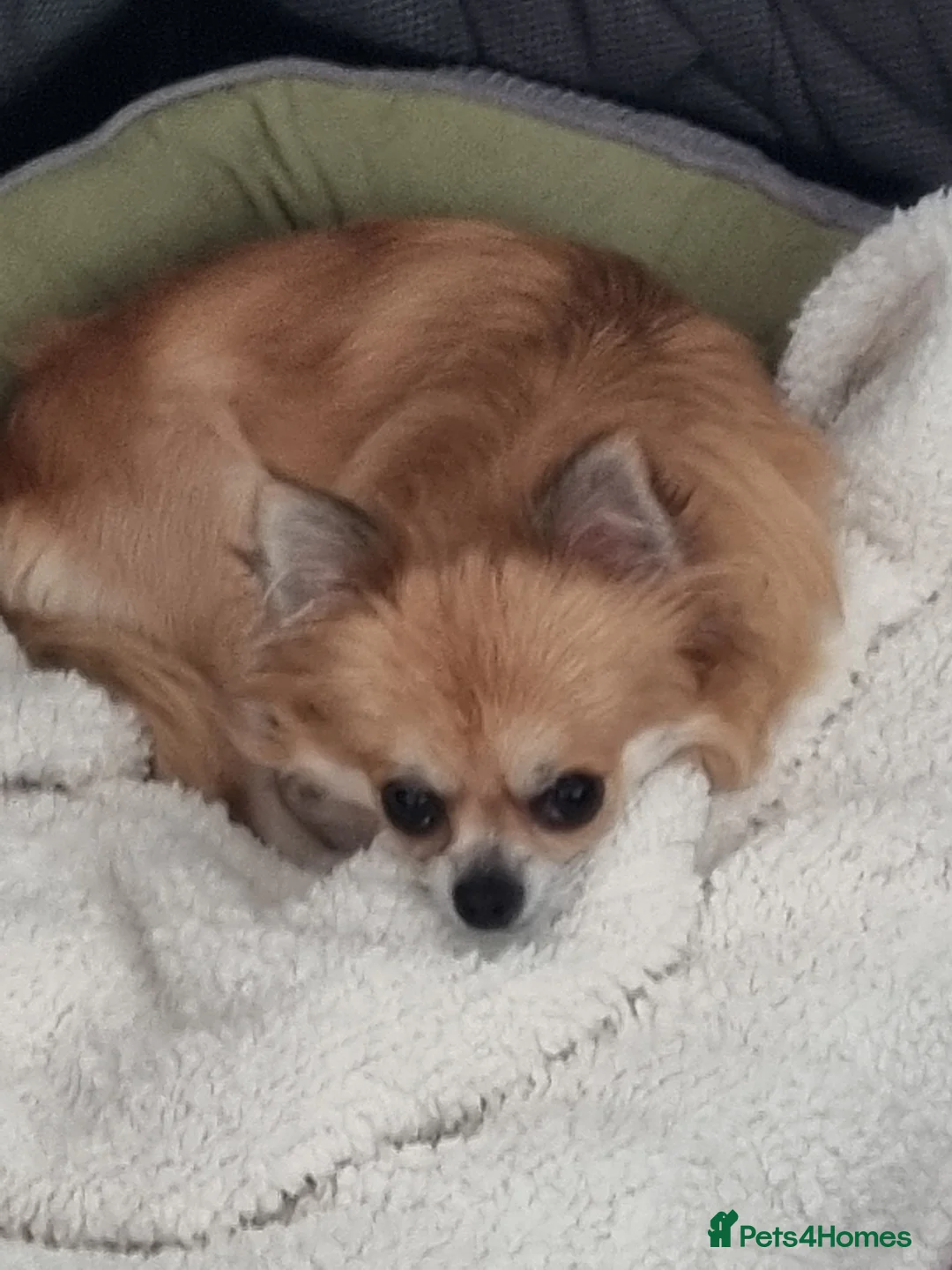 Chihuahua dogs for sale: Beautiful KC Registered girl Willow - Advert 2