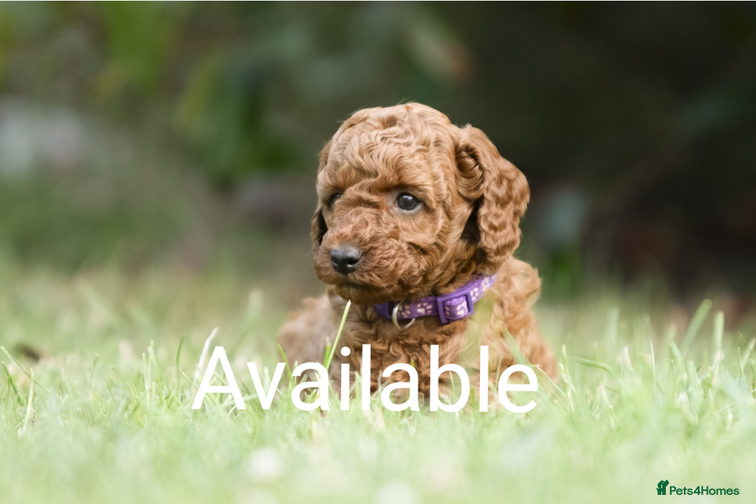 Miniature Poodle dogs for sale: Female Red miniature poodle puppy - Image 1