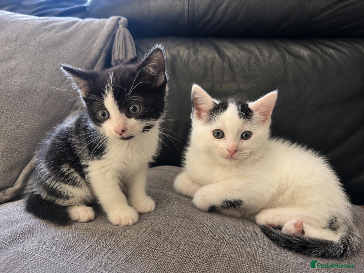 Mixed Breed cats for sale: 2 Ragdoll x Tabby Kittens | Boys | Ready Soon 🏡 - Advert 5