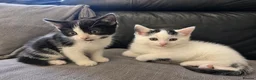 Mixed Breed cats for sale: 2 Ragdoll x Tabby Kittens | Boys | Ready Soon 🏡 - Advert 1